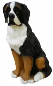Bernhardiner Hund Form